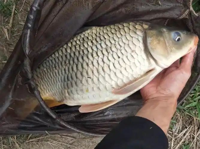 做一款专攻鲤鱼的"酒米",只需几种材料,简单又省钱