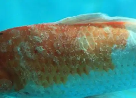 观赏鱼长白毛怎么治