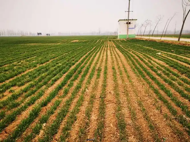 商丘市农业农村局春季麦田管理第四指导组