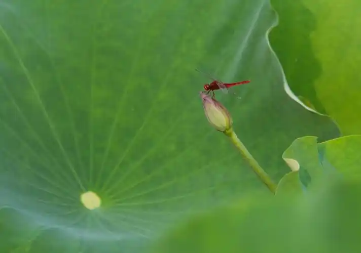 荷花池中的蜻蜓