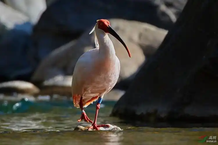 白里透红与众不同