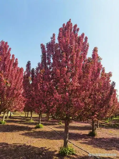 最新绚丽海棠价格是多少?山东临沂海棠树基地