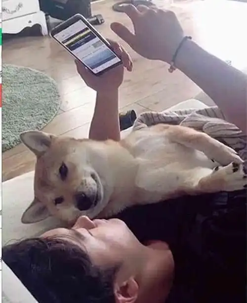 主人玩手机时,砸到了正在怀里睡觉的柴犬,狗子:是我打不过的人