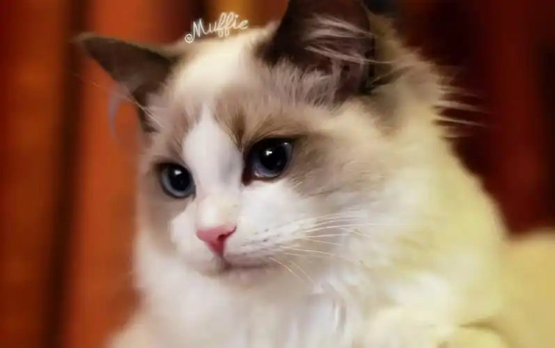 世界上最乖巧的10种猫咪,据说无人能抵挡住它们的温柔