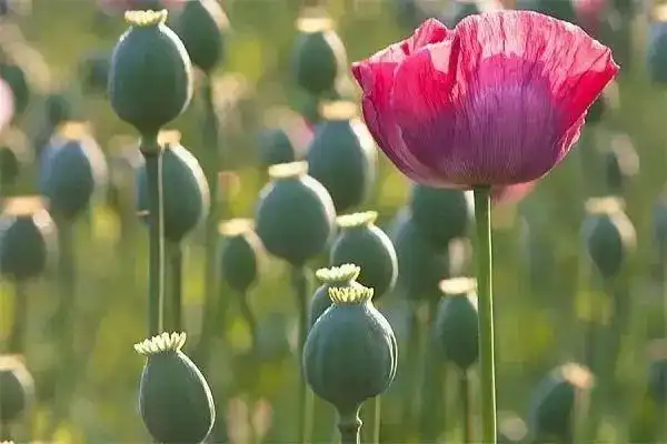 麻城一66岁大爷在自家院子里种罂粟为何被检察机关不起诉