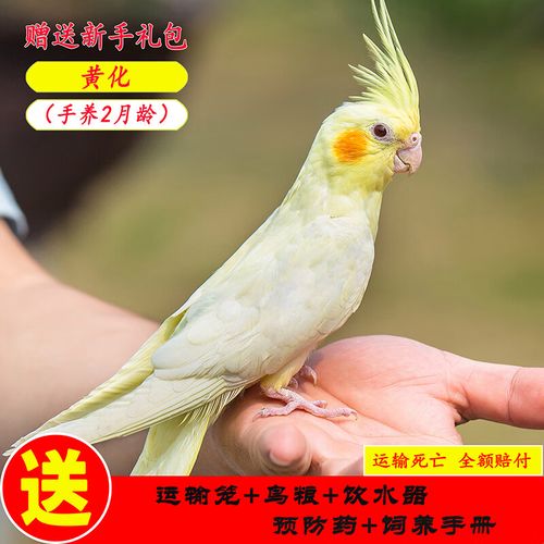 clcey玄凤鹦鹉活体黄化玄凤会学说话可繁殖鸟手养宠物一对活物鹦鹉活