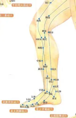 大腿内侧的经络图第1页
