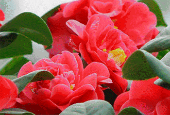 350_237gif 动态图 动图