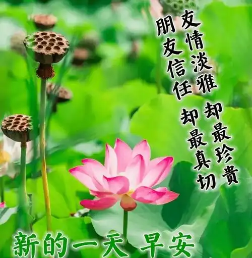 最新版早上好2022表情图片漂亮好看最新版早上好暖心问候祝福语阳光