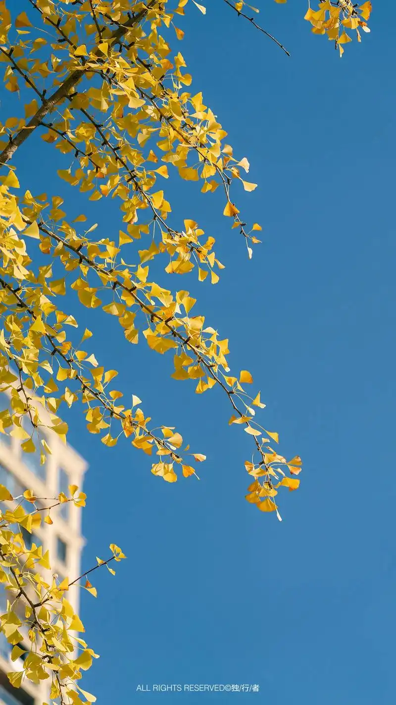 转眼间银杏树的叶子都黄了,时 - 抖音