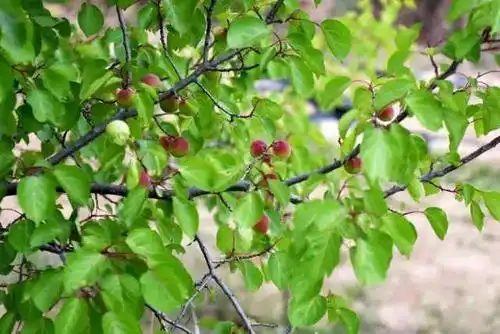 今年将有2000吨彭阳红梅杏上市下月中旬就能吃到