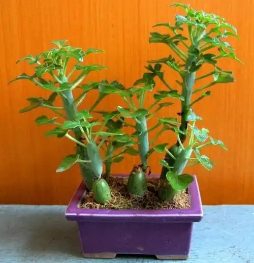 七宝树( senecio articul.