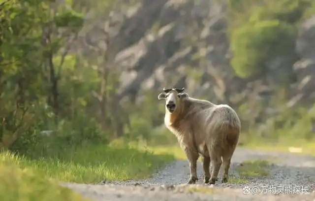 8月29日,一名游客在陕西太白山大文公庙附近徒步,突然看到对面山头上