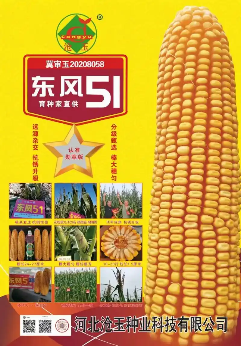 东风51#高产玉米种子 #增产增收才是硬道理 #矮杆大棒玉米 - 抖音
