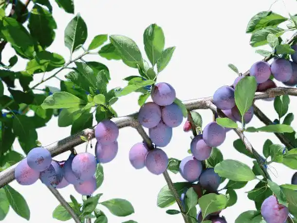 乌梅长什么样子 - 837常识大全网