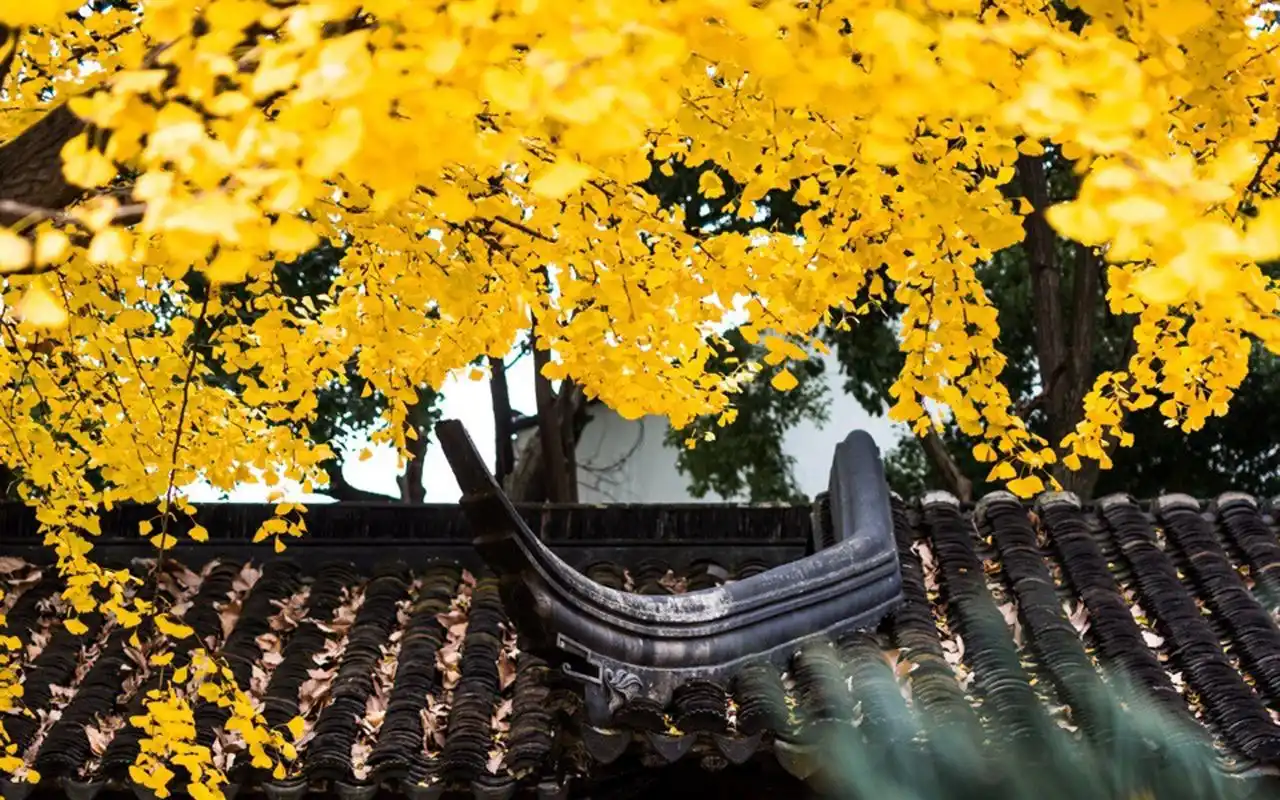 冬季银杏落叶唯美高清桌面壁纸