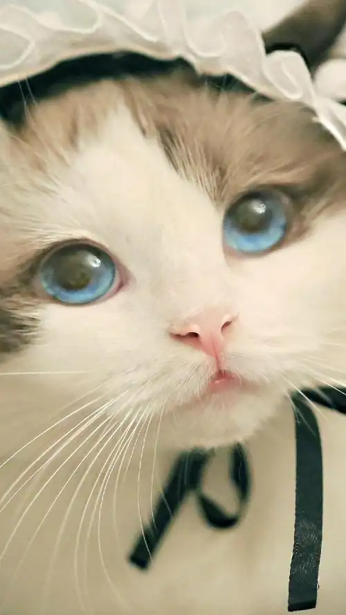 萌系可爱呆萌小猫咪写真