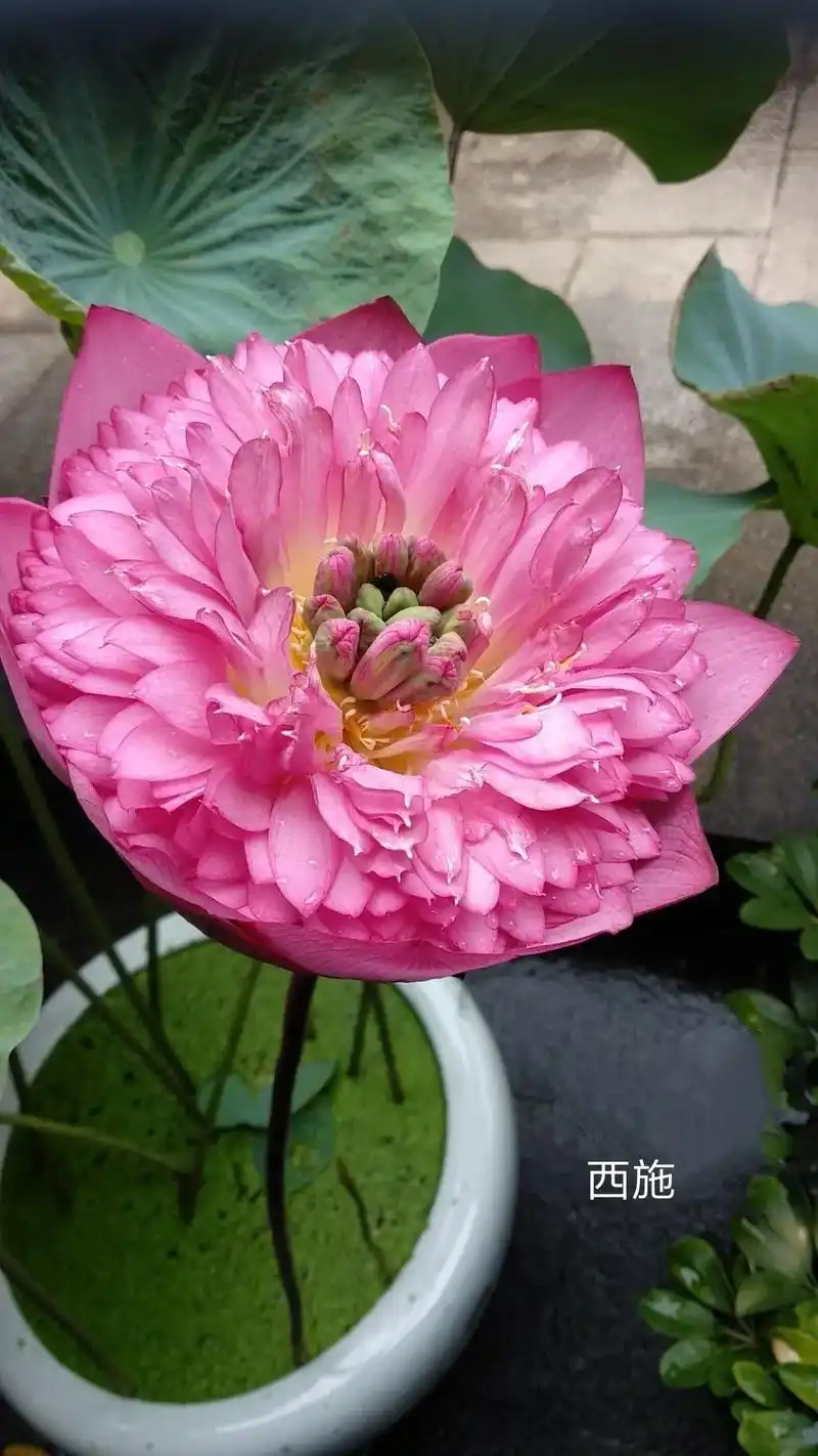 中国名贵荷花深圳洪湖公园拍摄