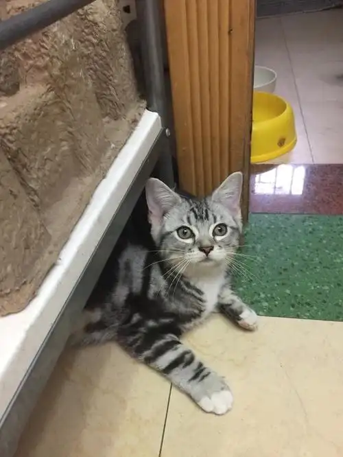 坐标广州 有英短渐层 美短虎斑 自家养的 有偿