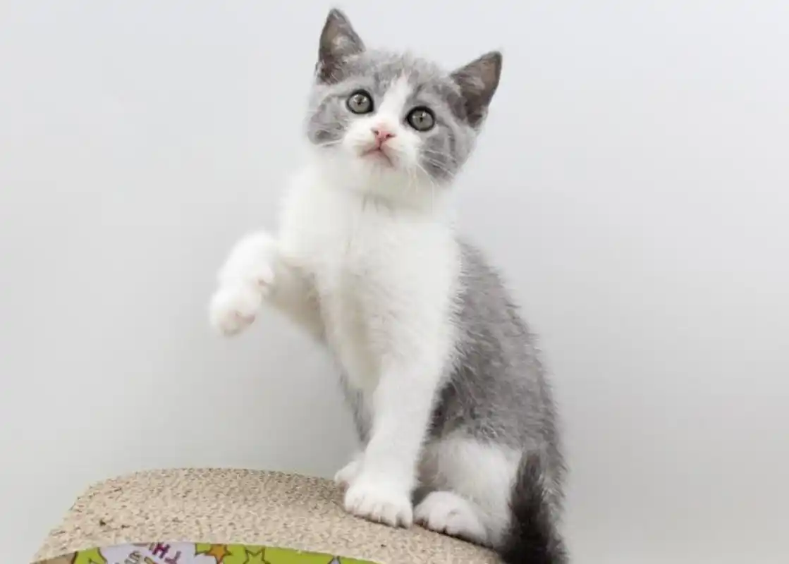 养英短蓝白猫咪的基础知识有哪些?需要注意什么呢?