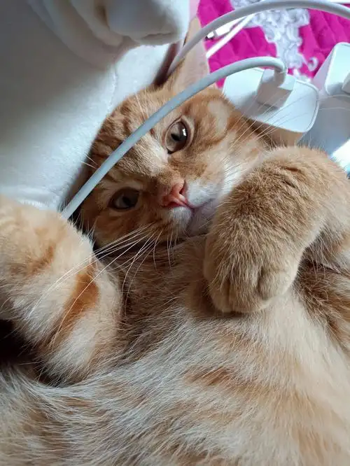 让我养成了大胖橘,可可爱爱,没有脑袋,欢迎来贴贴#橘猫  #大橘已定