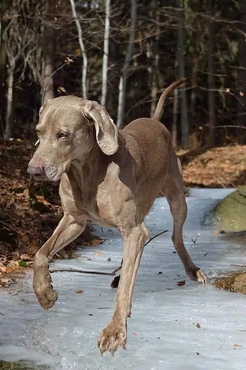 weimaranar站立的狗哺乳动物动物主题家养动物宠物一只动物狗