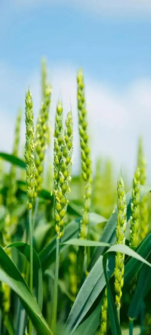 壁纸分享,感悟人生路漫漫,不忘初心方得始终