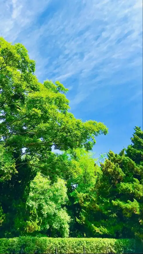 大家都在求清凉壁纸我来求一求日光超级明媚色调非常明朗的夏天壁纸