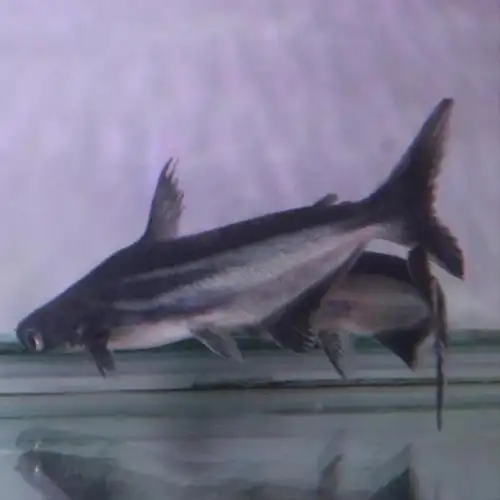 特价小鲨鱼活体_宠物鱼小蓝鲨鱼活鱼凶猛鱼成吉思汗鲨观赏鲨水族活体