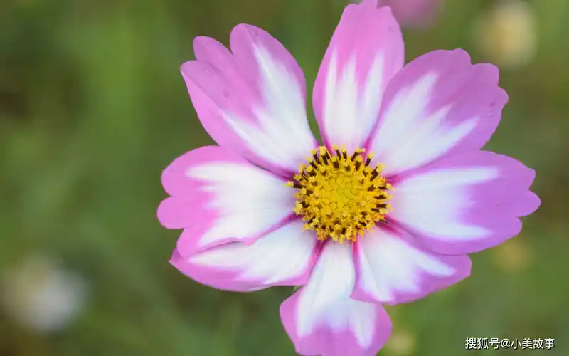 十二星座天生注定最适合做夫妻的星座配对看看有你吗