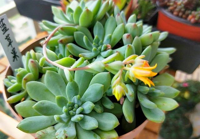 正值掐花箭季玉露长花箭了果断掐掉严重影响生长