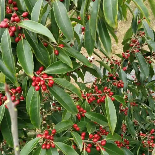 供应红果冬青苗木红果冬青净籽价格