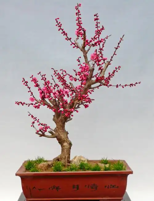 梅花盆景,苍劲典雅,骨干清秀!美呆了