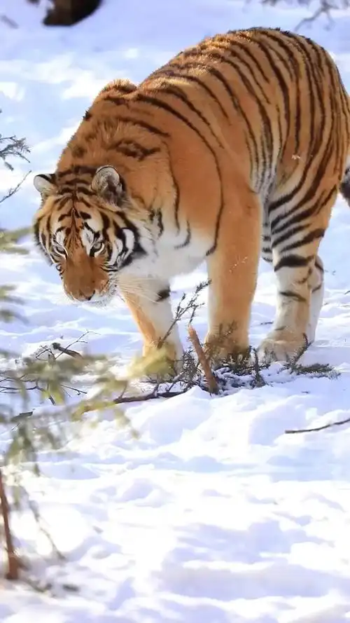 东北虎99!王之霸气