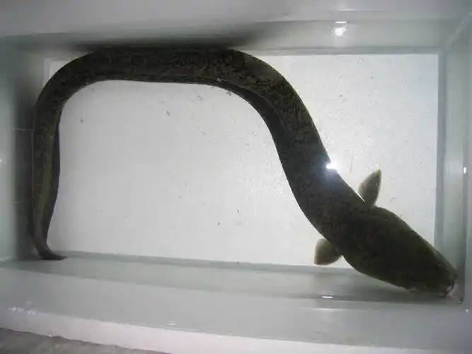 国家重点保护野生动物——花鳗鲡