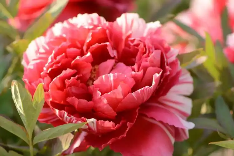 人间最美～富贵牡丹