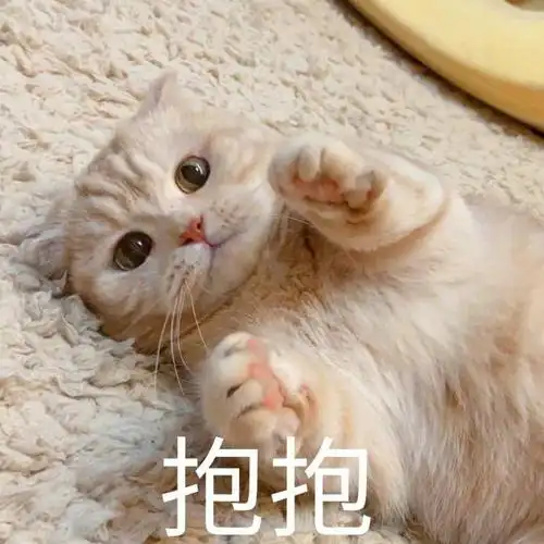 今日份的猫猫可爱表情包来啦