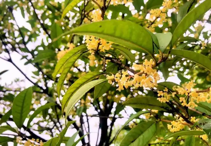 桂花树什么时候开花 桂花树什么时候开花最香