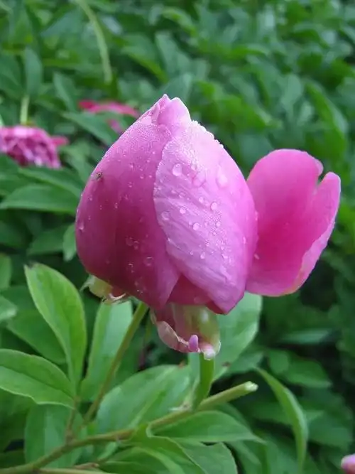 鲜艳美丽的花朵鲜艳美丽的花朵图片