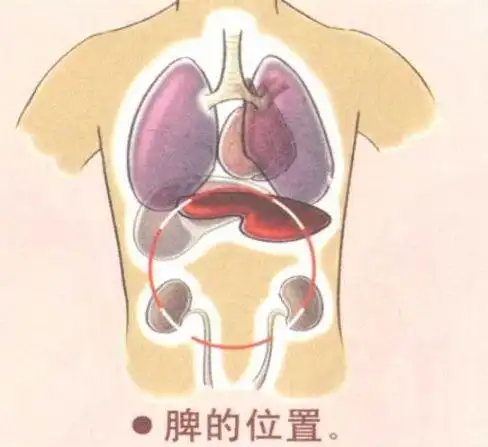 脾在什么位置高清图片,脾脏准确位置图片_大山谷图库
