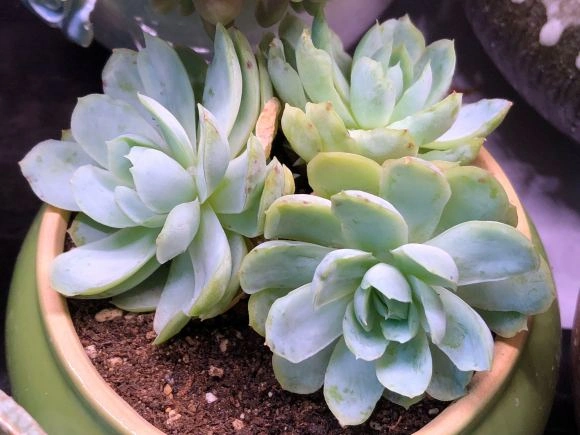 新手适合养冰梅繁殖能力强丢在阳台不用管一棵分生一盆