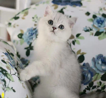 银渐层 纯种英短银渐层多少钱 网红英短银渐层小猫出售