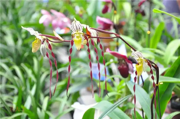 国王兜兰是一种什么花卉植物?国王兜兰图片及简介