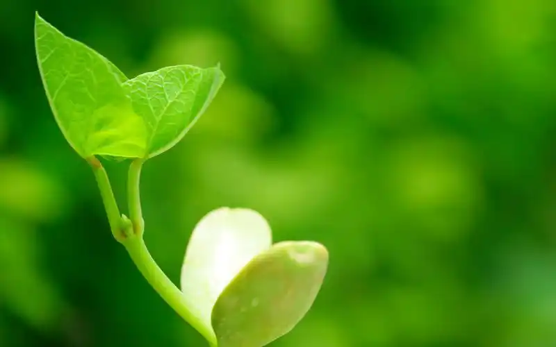 > 唯美清新植物情侣近距离摄影高清桌面壁纸图片下载(1920x1080)