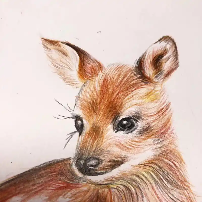 彩铅画临摹小动物之梅花鹿 拍照光线偏黄,小鹿颜色敲喜欢,毛流还算