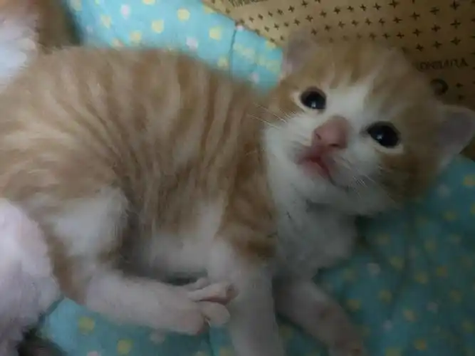 南山英短橘猫串找领养