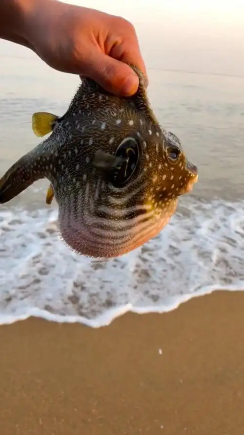 大家想要看河豚生气的画面?满足你