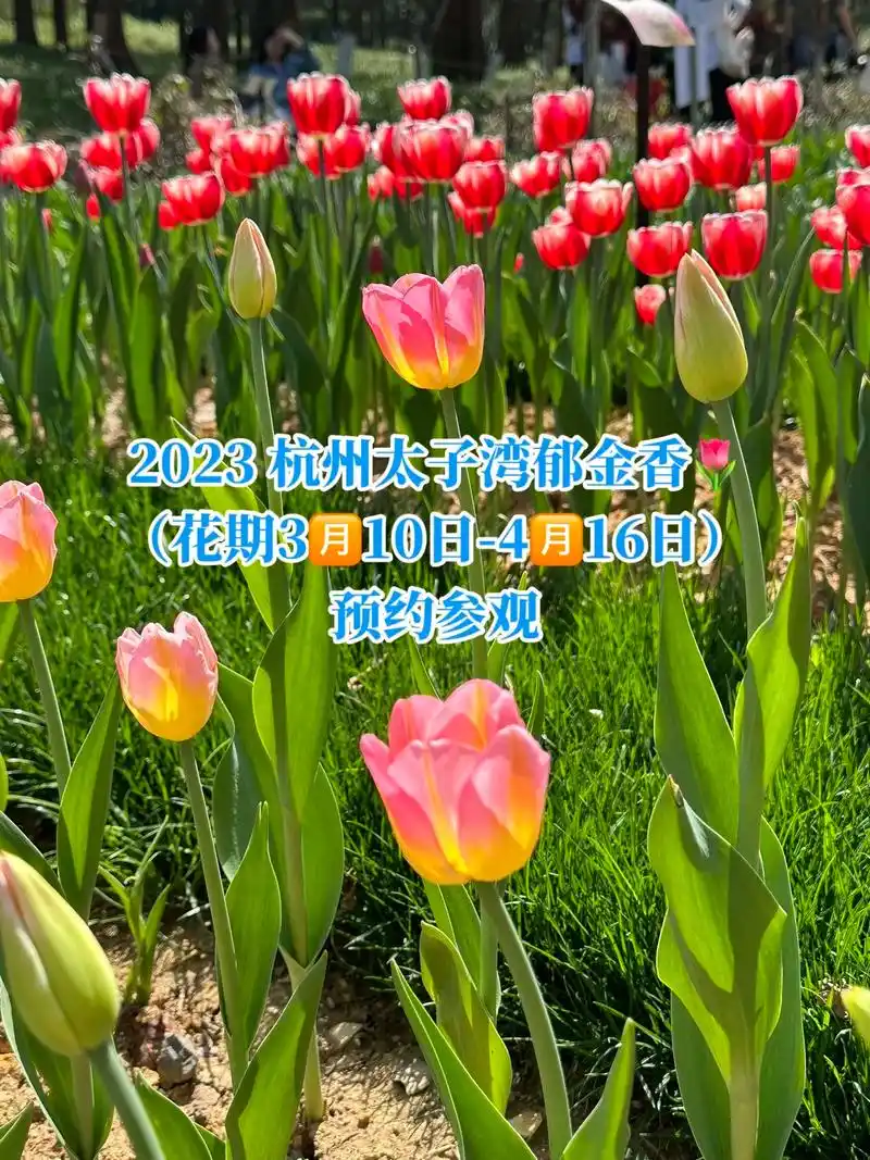 2023杭州太子湾郁金香花展.#图文伙伴计划 #杭州太子湾  - 抖音