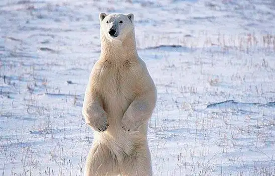 北极熊,站立,雪中,遮盖,地点