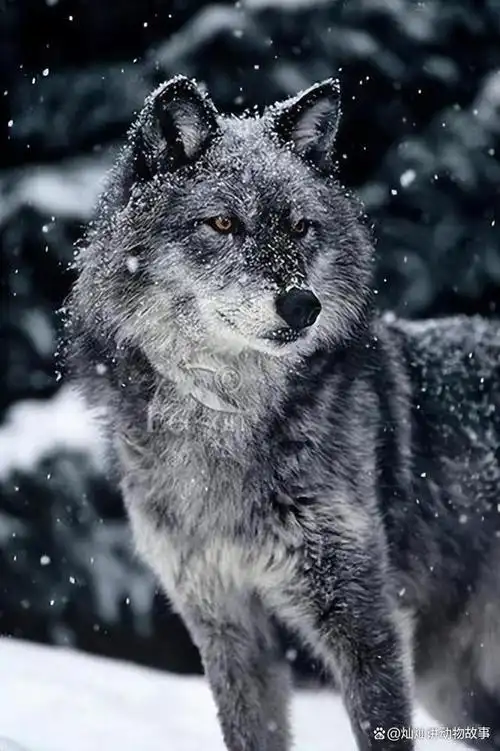 这位独行无人区的驴友为何被狼捕食?困境逼迫老狼吃人